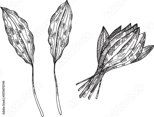 Vector engraved illustration of Wild Garlic Ramson shoots on isolated background. Hand drawn sketch with leafy vegetable onion, greens. Food, salad, ingredient, pickles. Design for label, sign, logo