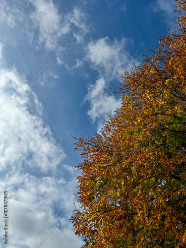 Clouds blue sky and fall tree