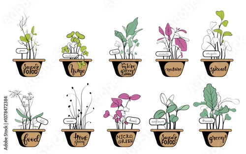 Microgreens sprouts planted in small pots. The pots are decorated with calligraphy. Set of different hand drawn sprouted grains