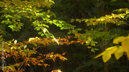 Late autumn forest deep in mountain. Leaves in the wind zoom out. Nature lanpscape.