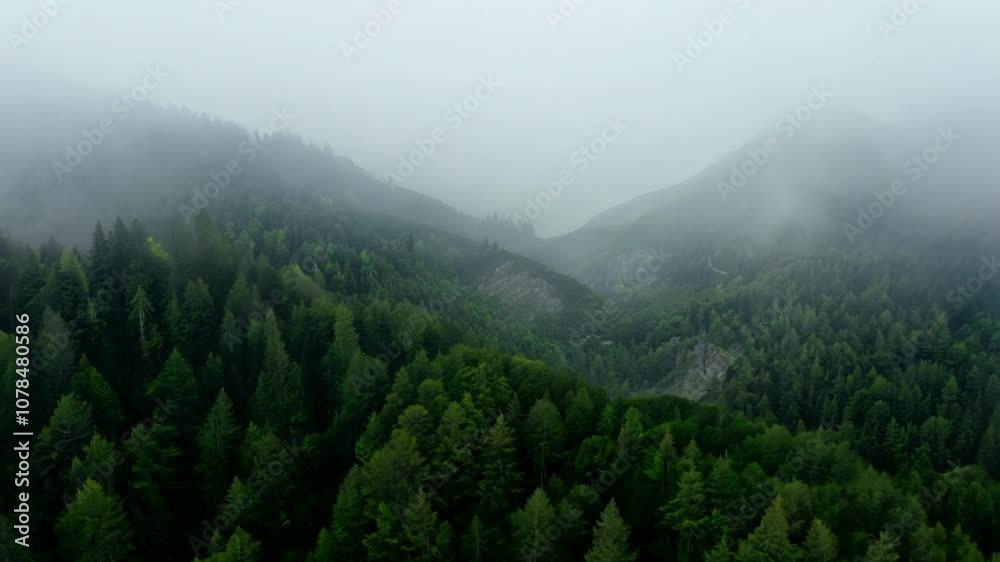 Aerial view of a misty forest in the mountains. Aerial view of a misty forest in the mountains.
