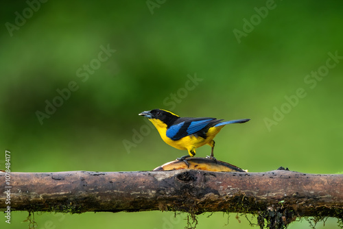 Obraz na płótnie Blue-winged Mountain-tanager, Anisognathus somptuosus, Santa Marta, Colombia. Yellow, black and blue bird, sitting on the branch with clear green w salonie
