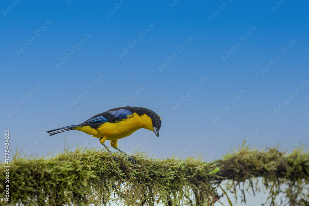 Blue-winged Mountain-tanager, Anisognathus somptuosus, Santa Marta, Colombia. Yellow, black and blue bird, sitting on the branch with clear green