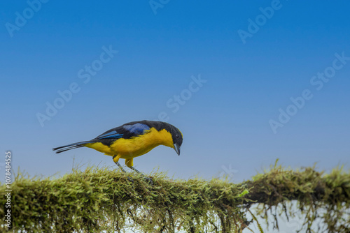 Obraz na płótnie Blue-winged Mountain-tanager, Anisognathus somptuosus, Santa Marta, Colombia. Yellow, black and blue bird, sitting on the branch with clear green w salonie
