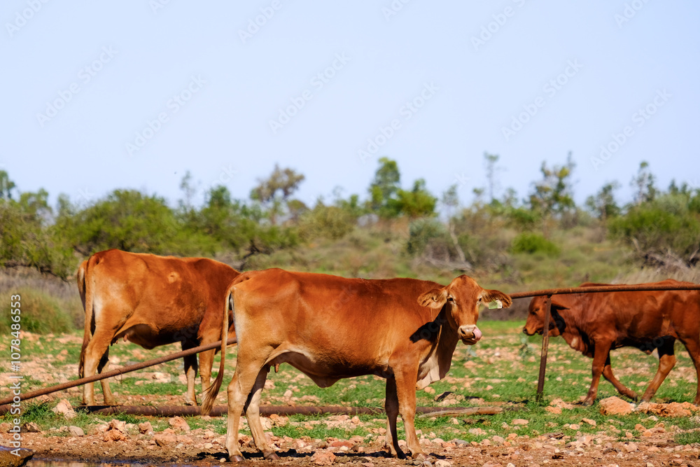 Three brown cows standing in a dry, grassy paddock Three brown cows standing in a dry, grassy paddock