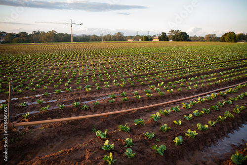 rows of crops on a farm with puddles between and a crane in the distance photo