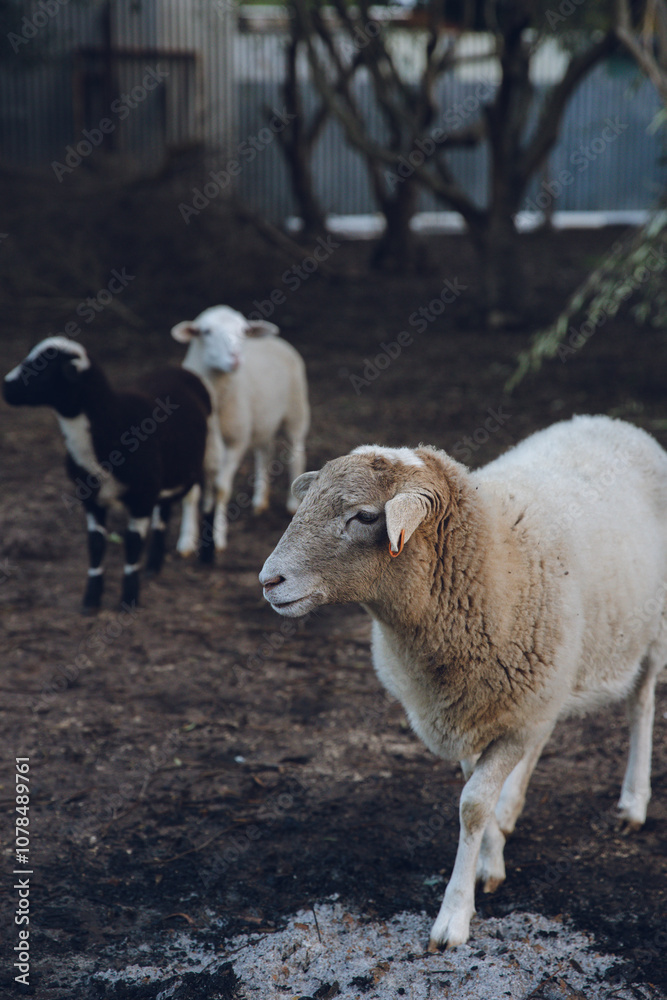 White sheep walking on a wet ground with ashes from fire pit White sheep walking on a wet ground with ashes from fire pit