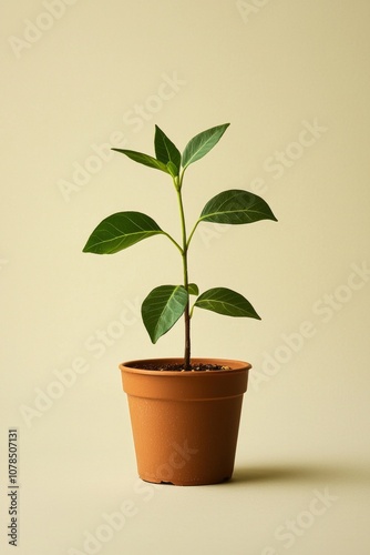 A small potted plant, simple and minimalist in style, with green leaves on the pot, solid color background.