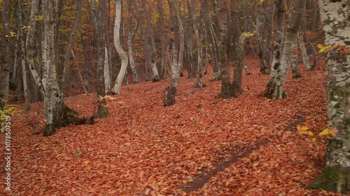 Late autumn forest deep in mountain. Nature lanpscape.