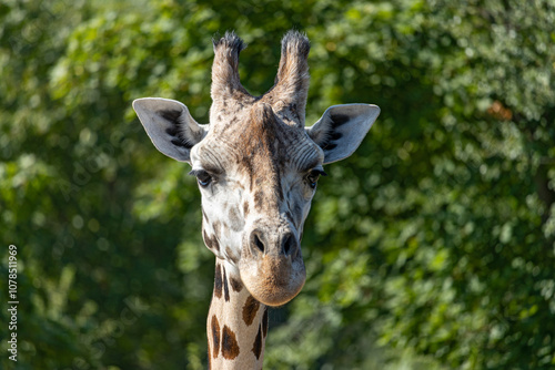 Portrait of a giraffe looking at the camera