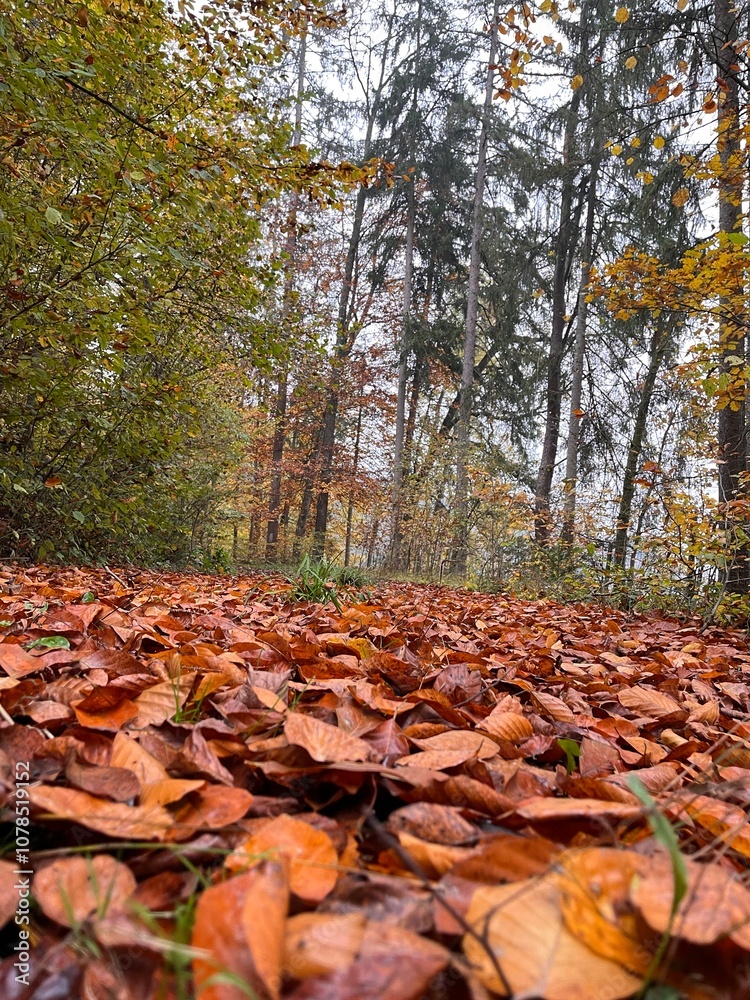 autumn leaves in the forest autumn leaves in the forest