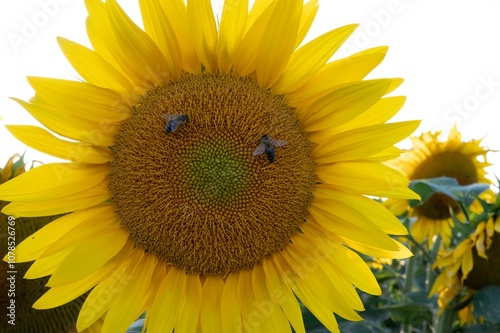 Sonnenblume mit Bienen photo