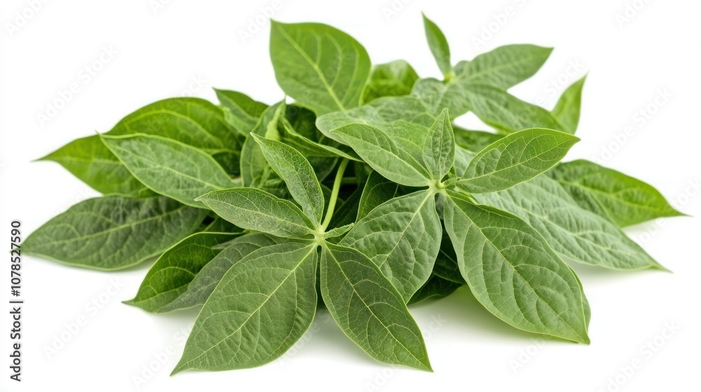 Herbal papaya leaves, fresh green Carica, papaya leaves background wallpaper AI generated image Herbal papaya leaves, fresh green Carica, papaya leaves background wallpaper AI generated image