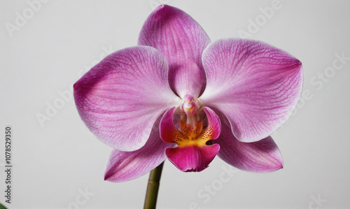 A pink orchid blooms against a white background
