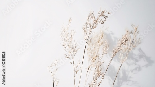 Dried Pampas Grass on White Background: A Serene Minimalist Botanical Photograph