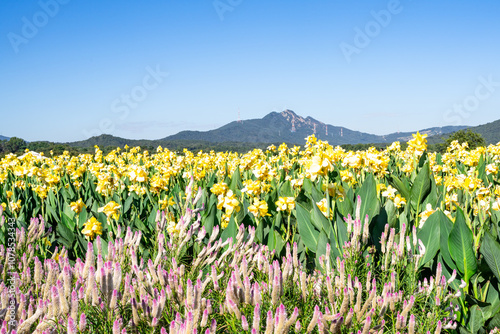 beautiful flowers that have bloomd to the yellowest color under the blue sky photo