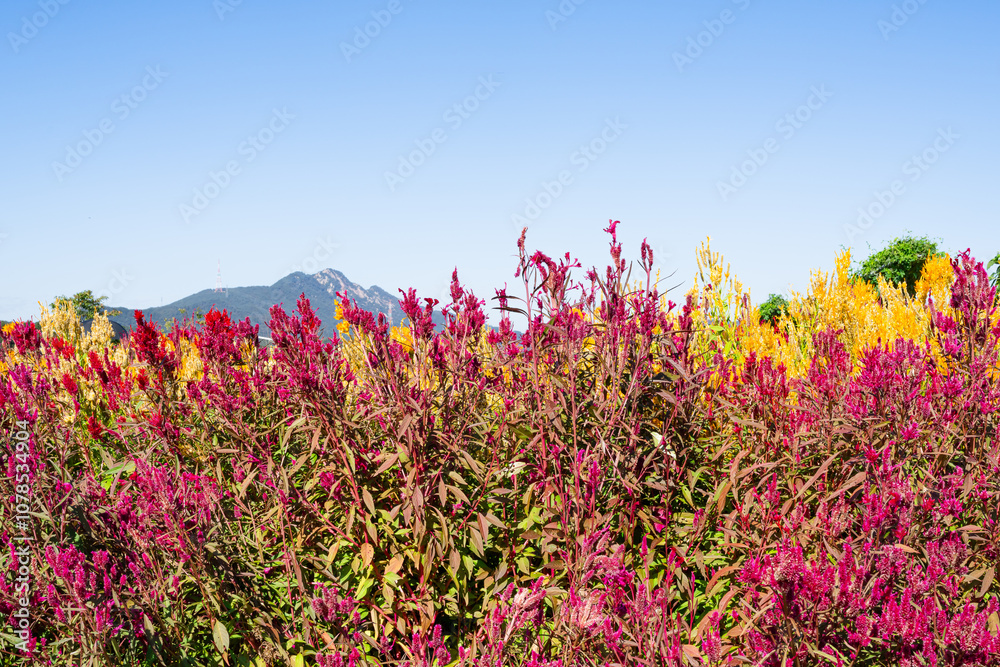 Obraz premium beautiful vibrant color flowers that bloom at the begining of winter