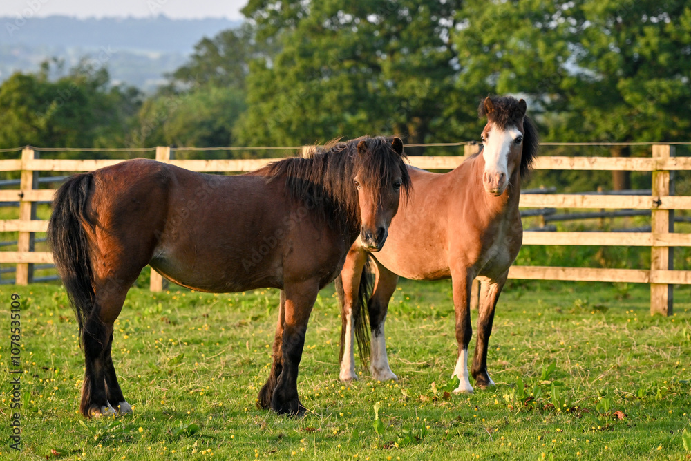 Two welsh ponies in a paddock in evening sunshine Two welsh ponies in a paddock in evening sunshine
