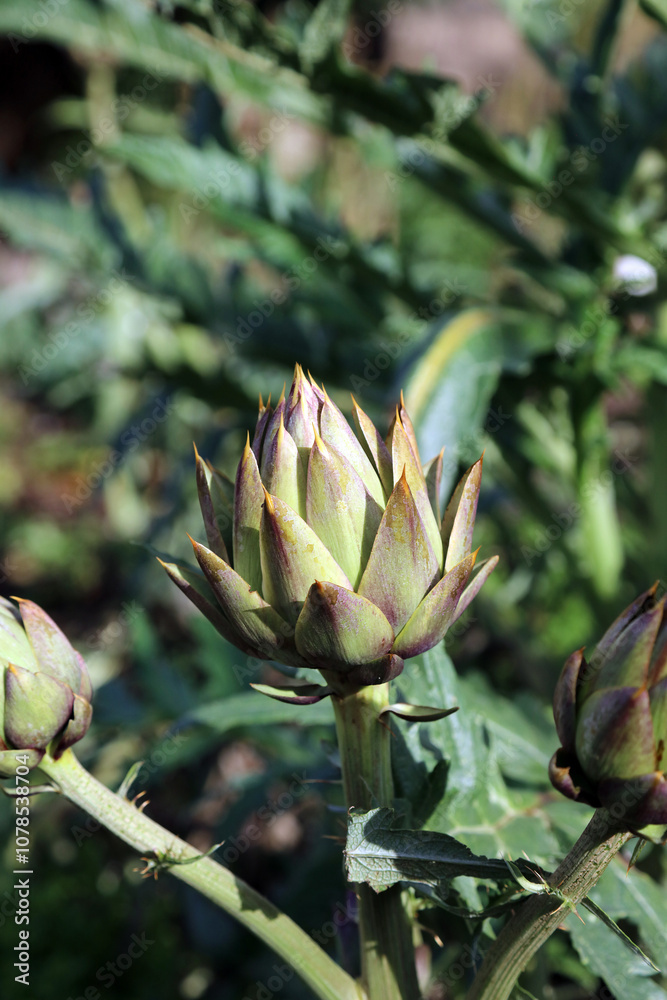 Obraz premium Macro image of a spiky Globe Artichoke bud, Derbyshire England 