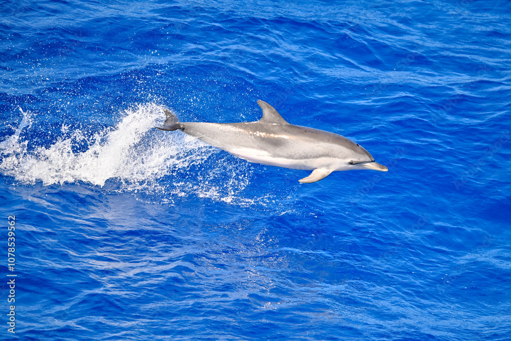 Fototapeta premium Atlantic spotted dolphin, jumping out of the ocean, wild and free. 