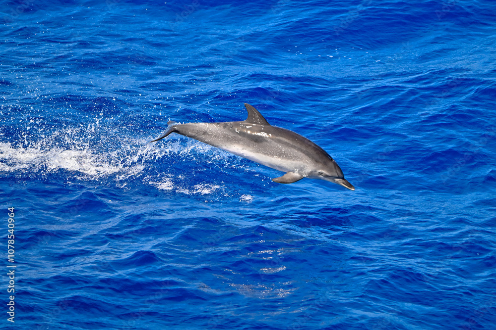 Fototapeta premium Atlantic spotted dolphin dolphin in the water