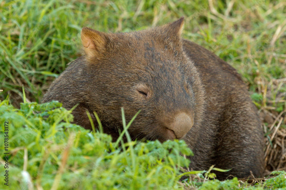 A sleepy Bare-nosed wombat emerging from its burrow tunnel. A sleepy Bare-nosed wombat emerging from its burrow tunnel.