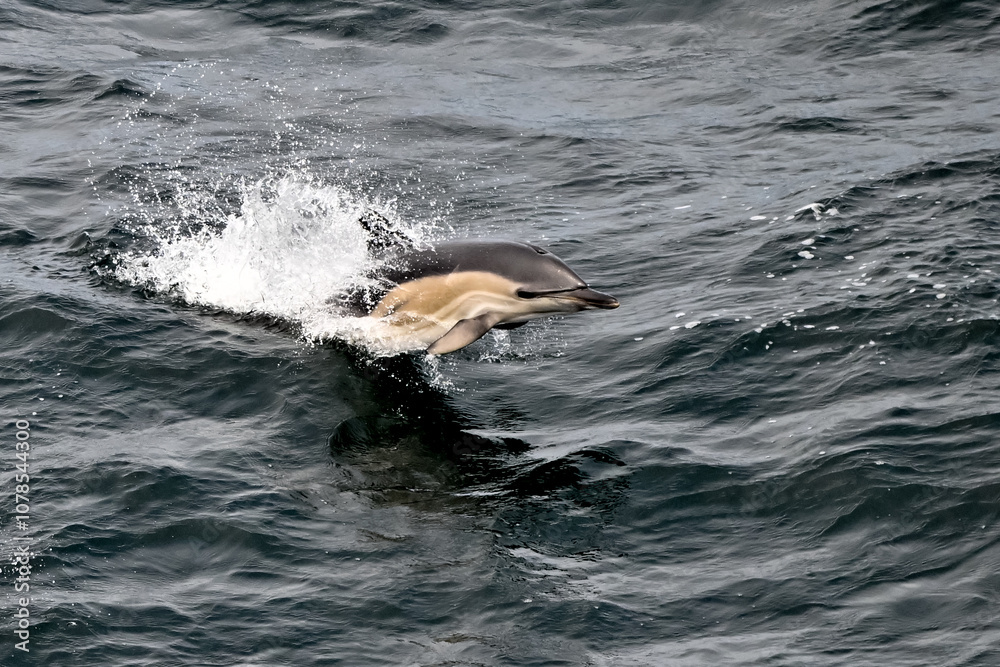 Fototapeta premium Common dolphin breaching through the waves in the ocean. 