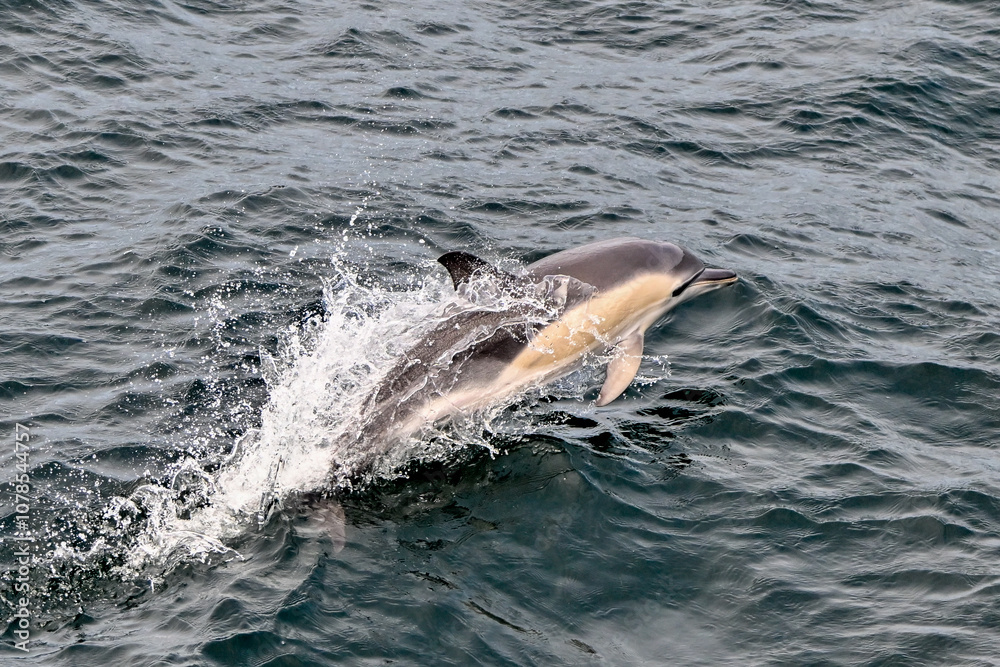 Naklejka premium Common dolphin jumping out of water