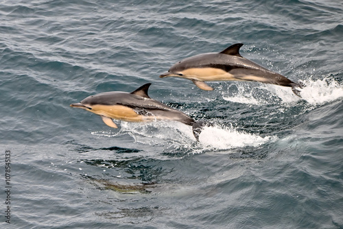 Two common dolphin jumping in the water