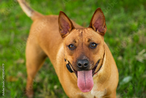 Australian mix breed dog kelpie and dingo crossbreed looking at camera photo