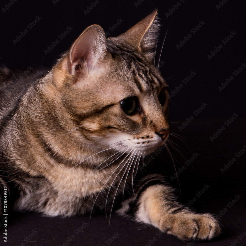 kitten close up, photo shoot kitten close up, photo shoot