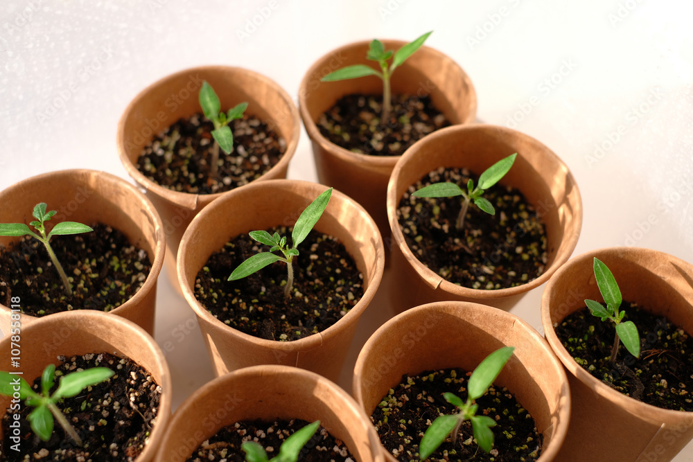 Young seedling tomato in paper pots. Home greenhouse Young seedling tomato in paper pots. Home greenhouse