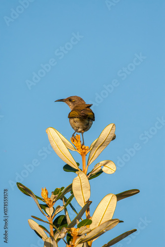 Rear view of a Brown Honeyeater - Lichmera indistincta - perched atop a coastal banksia. photo