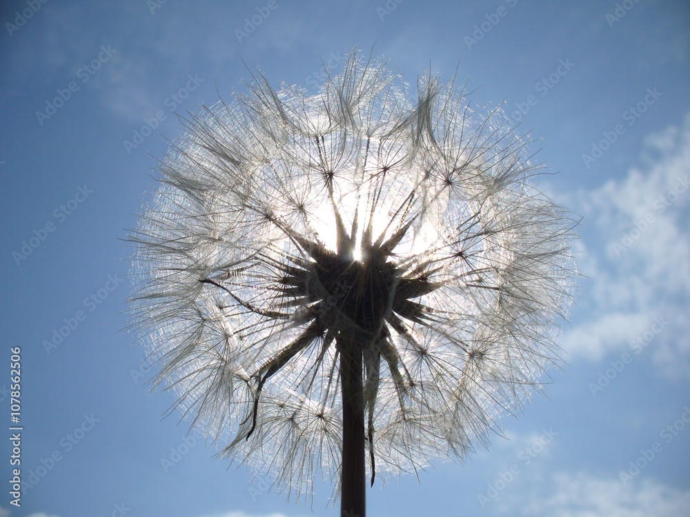 Common dandelion, Taraxacum officinale with seeds and sunlight on sunny blue sky - close-up, natural flower background of beauty of nature. Topics: blooming, flowering, vegetation, flora, season
