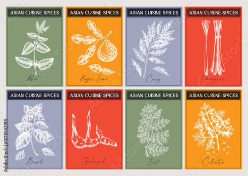 Asian spice labels set. Basil, curry, calangal, cilantro, lime sketches. Herbs and spices hand-drawn vector illustration. Modern print design. NOT AI generated