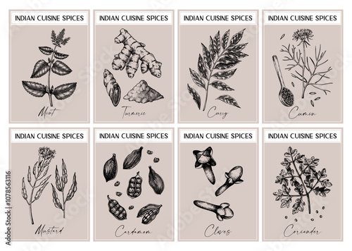 Indian spice labels set. Curry, cumin, mustard, turmeric, coriander, cloves sketches. Herbs and spices hand-drawn vector illustration. Vintage print design. NOT AI generated