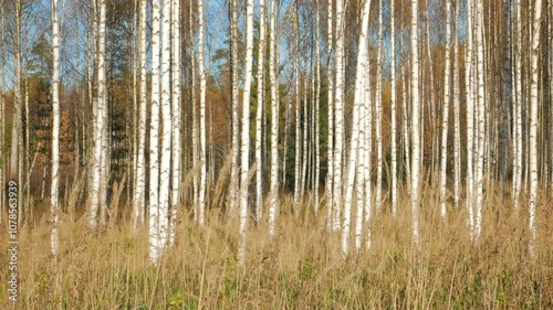 Autumn birch trees on a sunny day, with yellow stalks swaying in the wind in the foreground.

