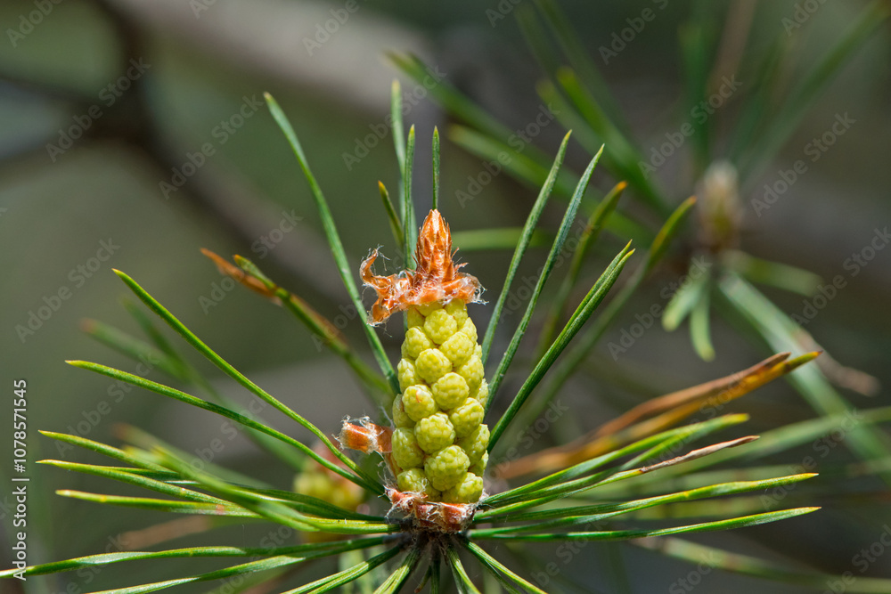 pinus resinosa. young tender cones on a pine branch in the forest. Closeup of Red Pine, Pinus resinosa, Male Pollen Cone, Pinecone, in Early Spring. natural background, medicinal, fragrant needles pinus resinosa. young tender cones on a pine branch in the forest. Closeup of Red Pine, Pinus resinosa, Male Pollen Cone, Pinecone, in Early Spring. natural background, medicinal, fragrant needles