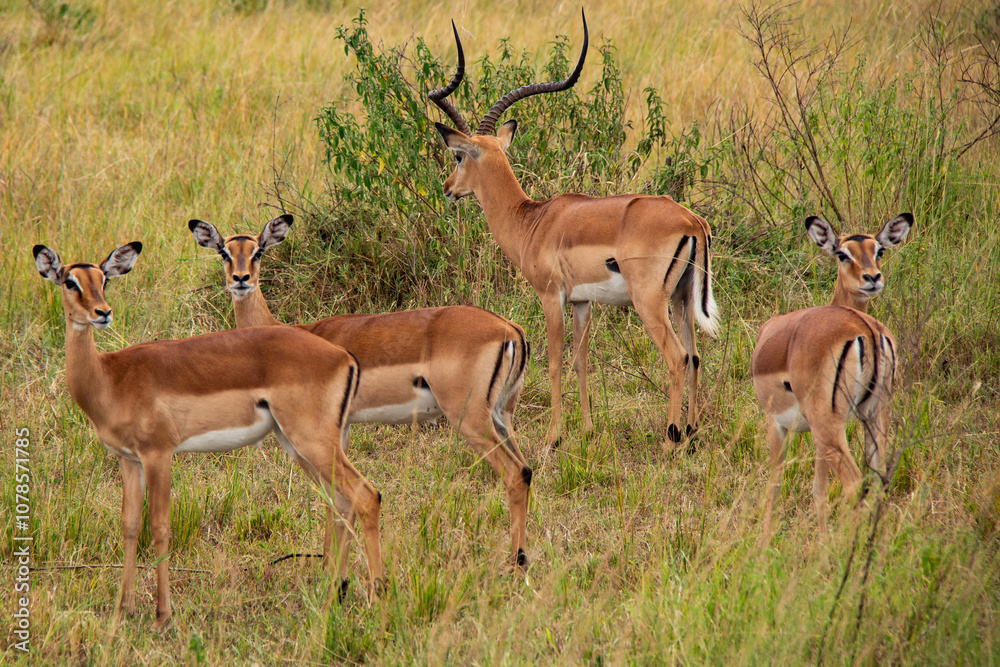 Naklejka premium Watchful impalas