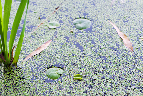 Hydrocharis morsus-ranae. photo, on Water Surface with Green Leaves. in the lake, river or swamp, nature photo, close-up. Lemna and round leaves, natural background photo