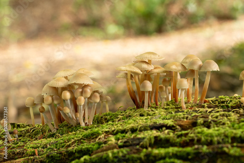 Groups of fungi with a bright background  