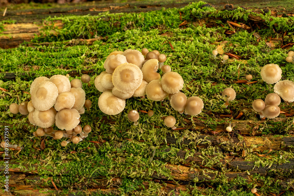 Over the top view of fungi on a log