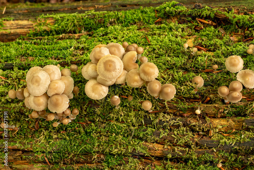 Over the top view of fungi on a log