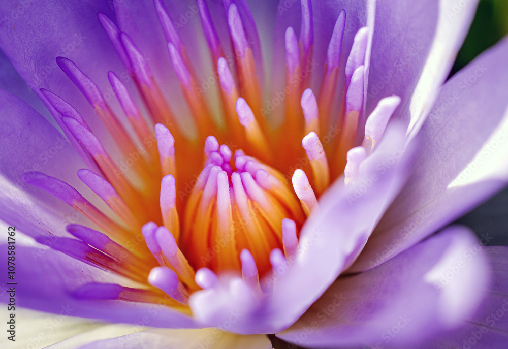 purple lotus pollen details Macro Close-Up Shot purple lotus pollen details Macro Close-Up Shot