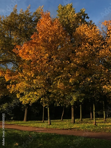 sunlit park with trees showcasing yellow foliage, vibrant autumn landscape bathed in golden sunlight, serene nature scene in seasonal transition