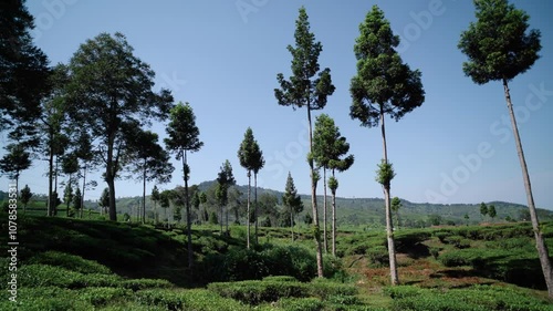 Trees in the tea plantation during the day, sunny weather