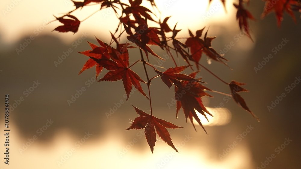 紅葉と日本の秋空 紅葉と日本の秋空