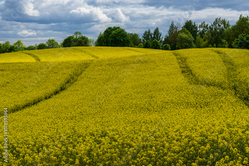 Field yellow rapeseed (Brassica napus). Warmia and Masuria region.