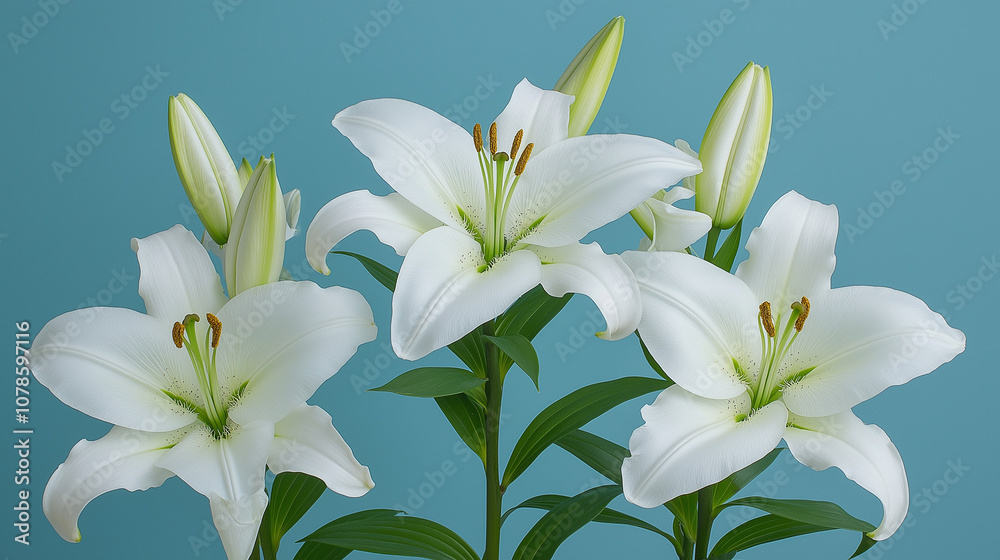 Fototapeta premium Three White Lilies Against a Blue Background
