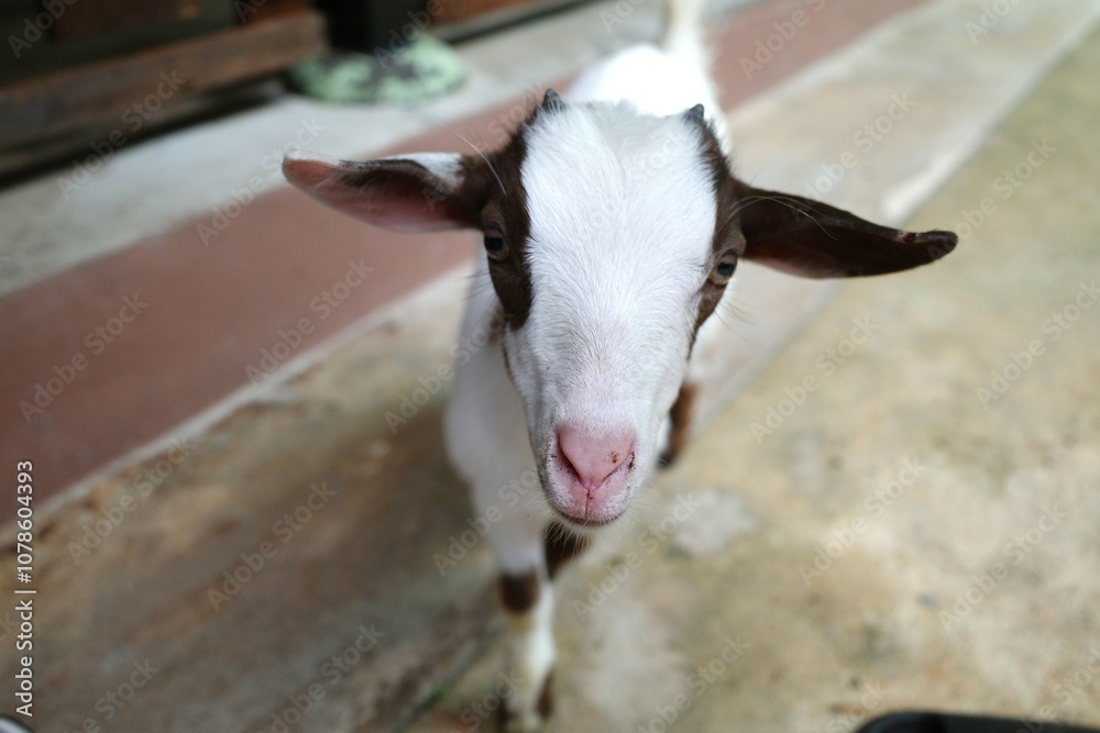 The face of a young goat The face of a young goat